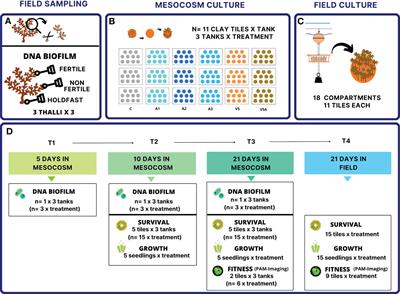 Microbe-assisted seedling crop improvement by a seaweed extract to address fucalean <mark class="highlighted">forest restoration</mark>